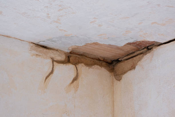 Best Mold removal after water damage  in Lindale, TX