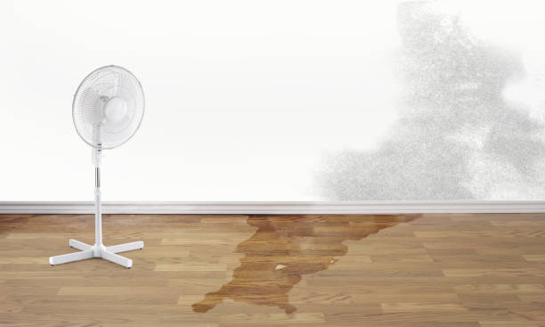 Best Professional water damage repair  in Lindale, TX